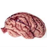 Picture of a brain with caption "This Is What Soda Does To Your Brain (New Study)” GeneWei.com